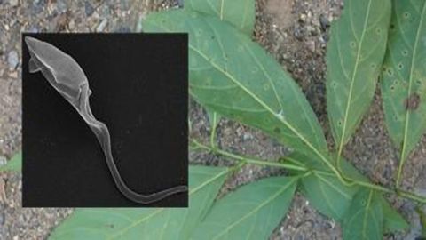 Biocompound From Atlantic Rainforest Tree Combats Parasite