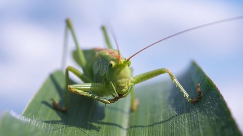 Grasshoppers Top the Antioxidant Rich List