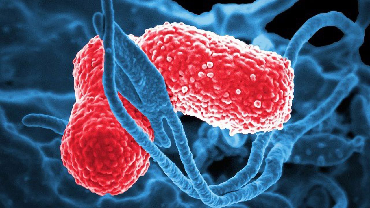 “Semi-synthetic” Bacteria Churn Out Proteins Containing Unnatural Amino Acids