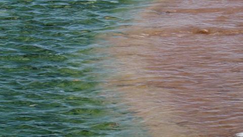Thieving Red Algae Steal Genes From Bacteria to Cope With Environmental Stresses