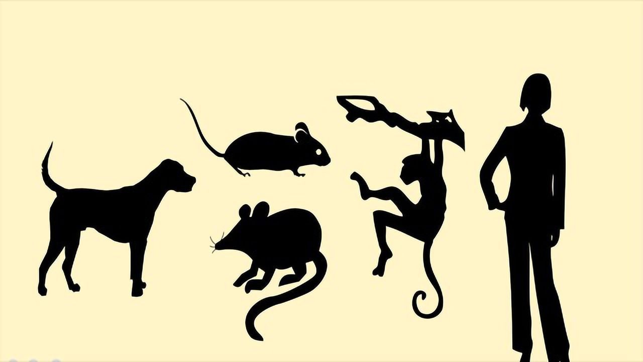 Sex Affects Gene Expression in Mammals