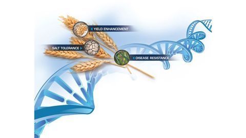 Arbor Biosciences Partners with Curio Genomics for Analysis of IWGSC Wheat Exome