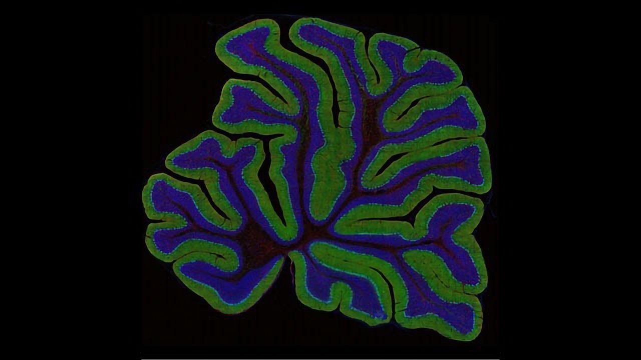 Cerebellar Cortex of a Rat
