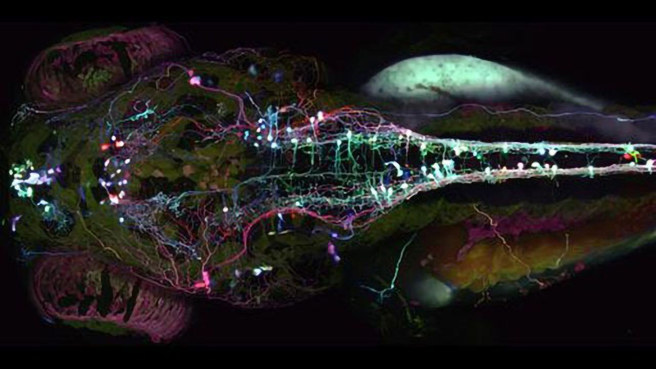 Brainbow Zebrafish