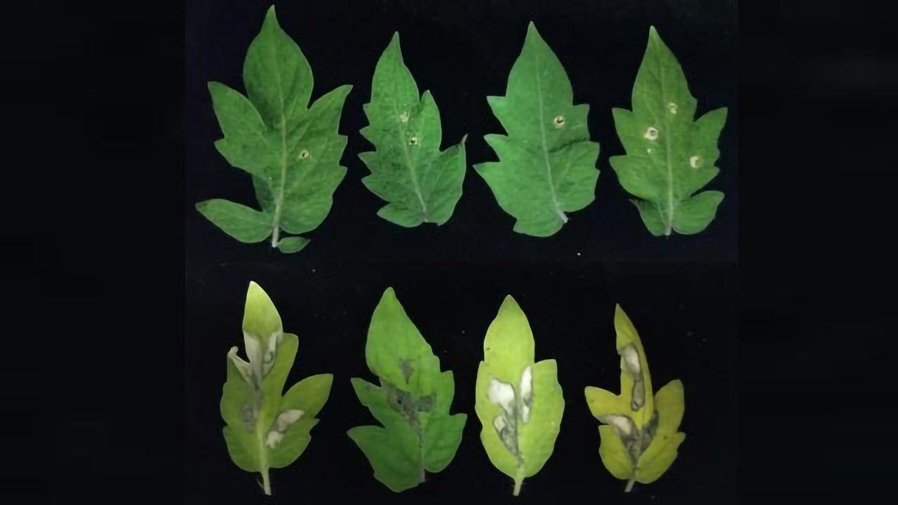 Biosynthetic Pathway in Bacteria a Recipe for Drug Discovery
