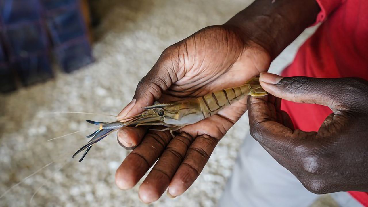 How Fat Prawns Can Save Lives