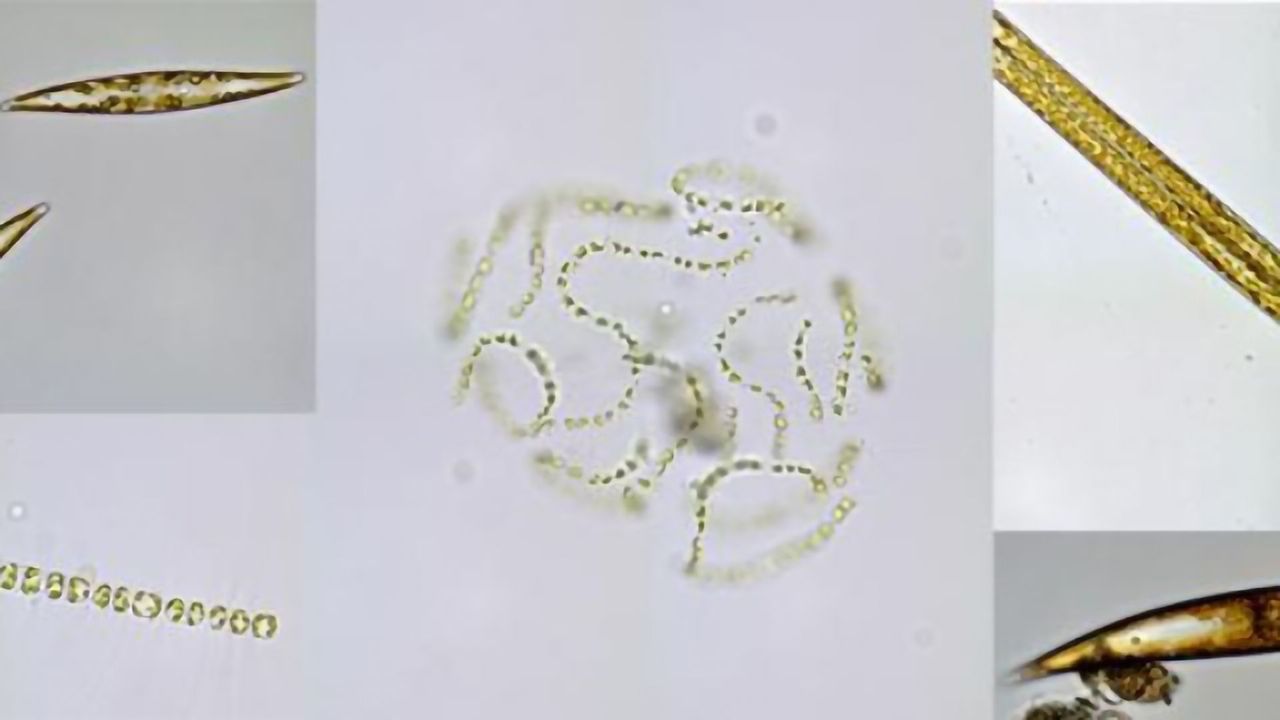 Toxic Chemical in Marine Ecosystems Turns Out to Be Beneficial