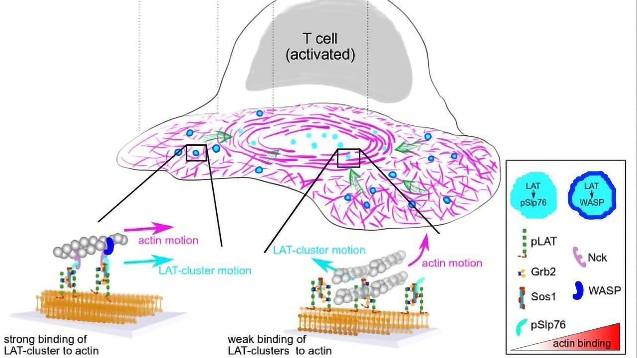 Immune Cells Put Into Gear by Molecular "Clutch"