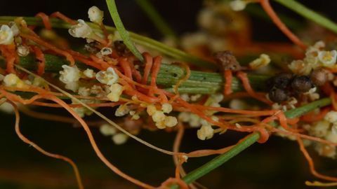 Parasitic Plants Steal Genes to Make Them Better Parasites