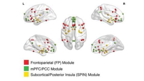 Big Data Clarifies Emotional Circuit Development