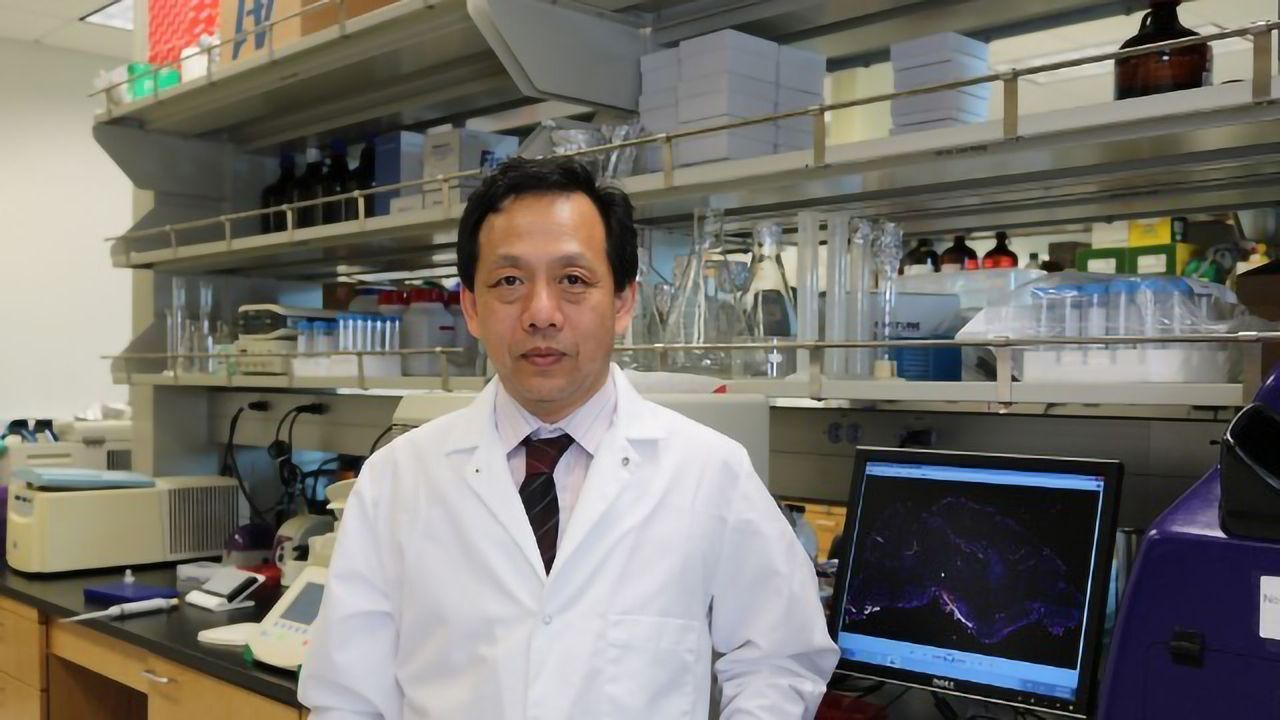 Neuroscientists Identify Surprising Brain Action of Cartilage Component, Hyaluronic Acid