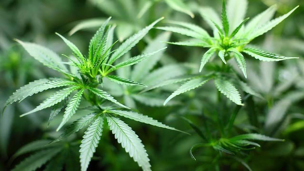 Understanding Cannflavin Biosynthesis Unlocks Pain Relief Potential of Cannabis