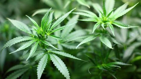 Understanding Cannflavin Biosynthesis Unlocks Pain Relief Potential of Cannabis