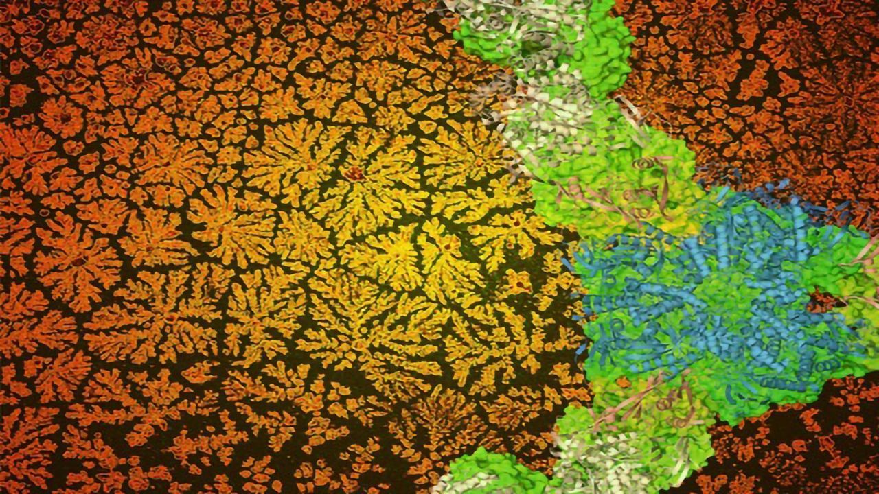 Never-ending Geometric Patterns Made From…Proteins?