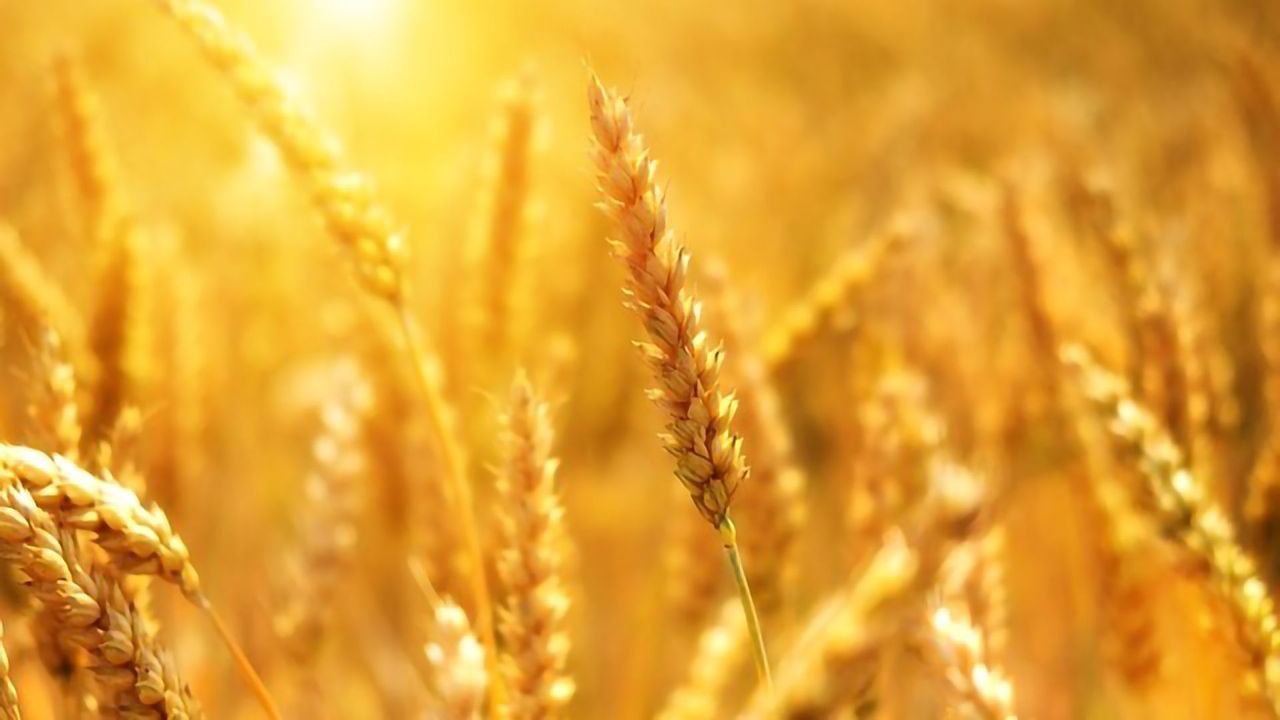 Good and Bad News for Wheat Crops in Rising CO2