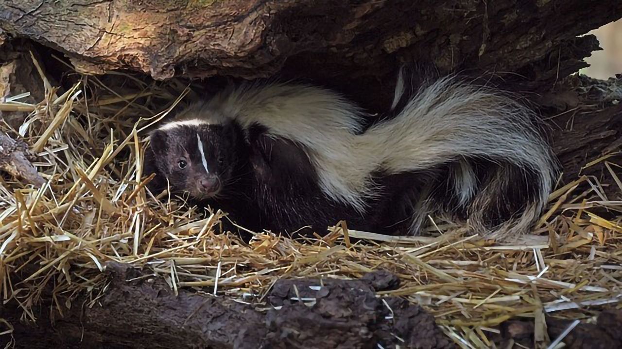 Effective Solution to "De-skunking"