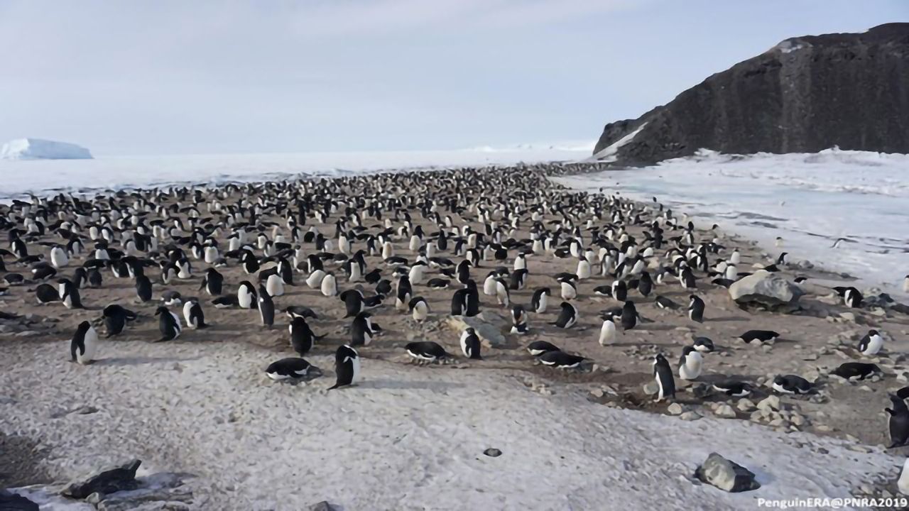 First Assessment of Blood Abnormalities in Antarctic Penguin Colony