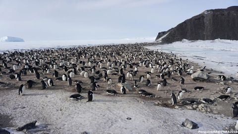 First Assessment of Blood Abnormalities in Antarctic Penguin Colony