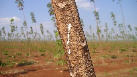 Natural Rubber Biosecurity and Biodiversification