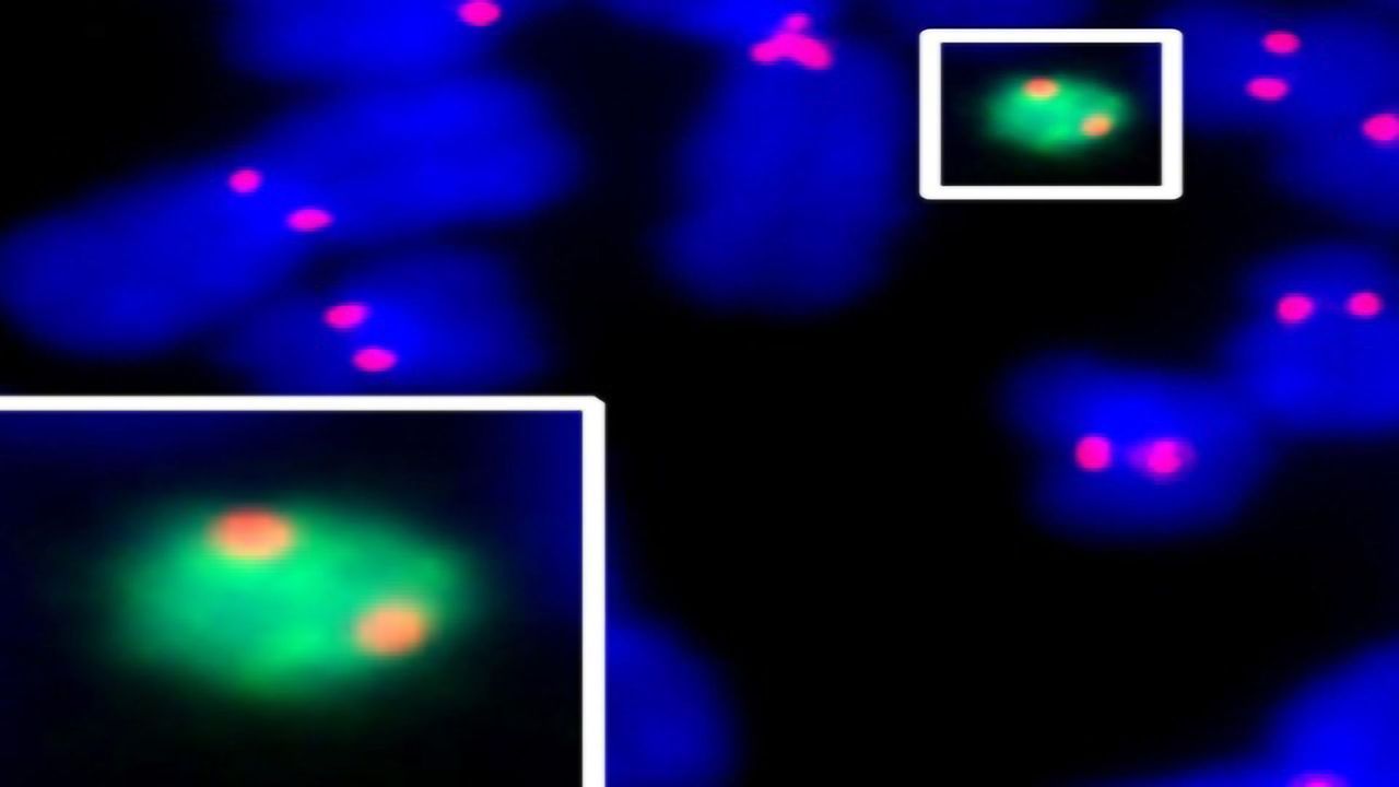 Streamlining the Construction Method for Human Artificial Chromosomes
