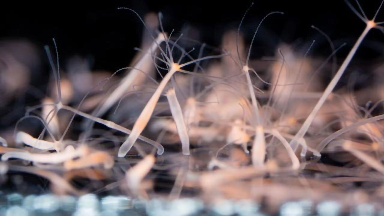 Mapping Cells in the "Immortal" Regenerating Hydra