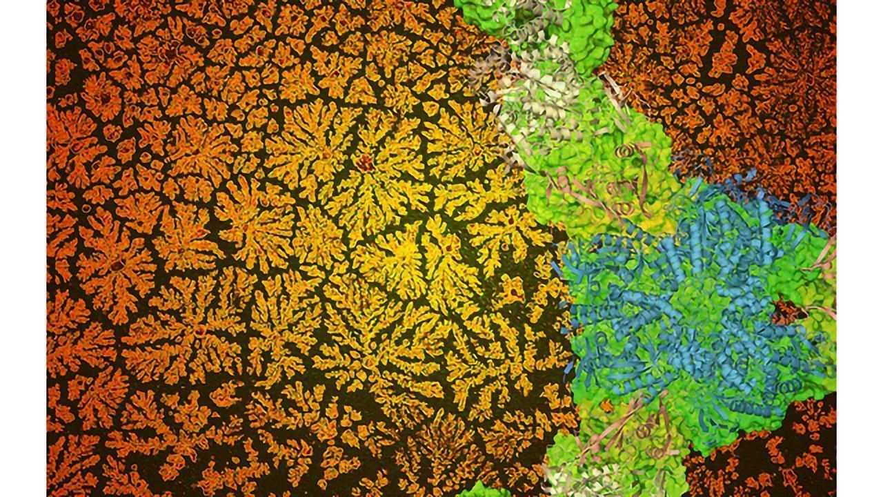 Creating Protein Patterns