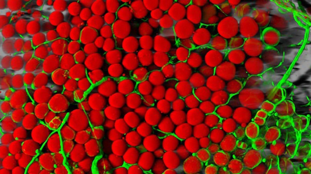 Fat cells (red) and blood vessels (green).