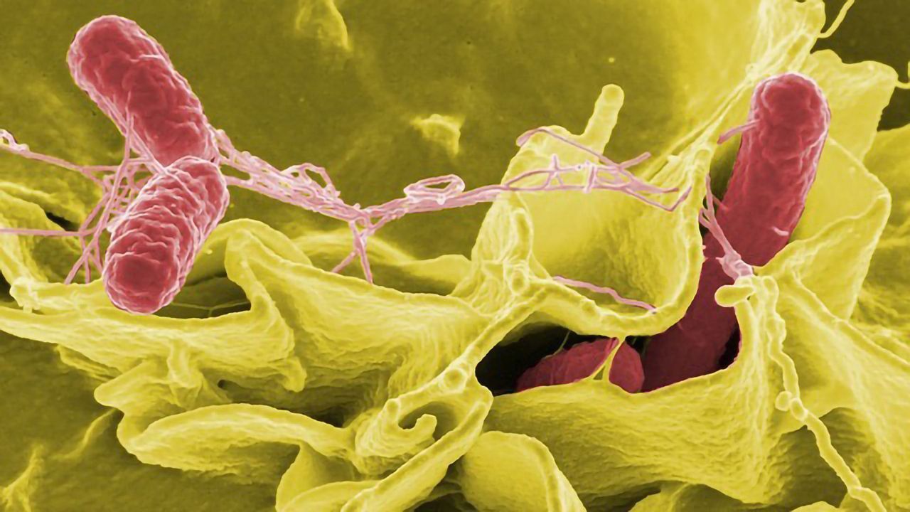 Genomic Tool Is Key for Salmonella Detection