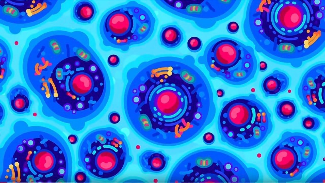 Tiny Bombs in Your Blood – The Complement System