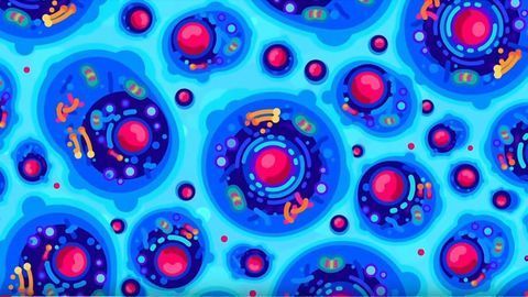 Tiny Bombs in Your Blood – The Complement System