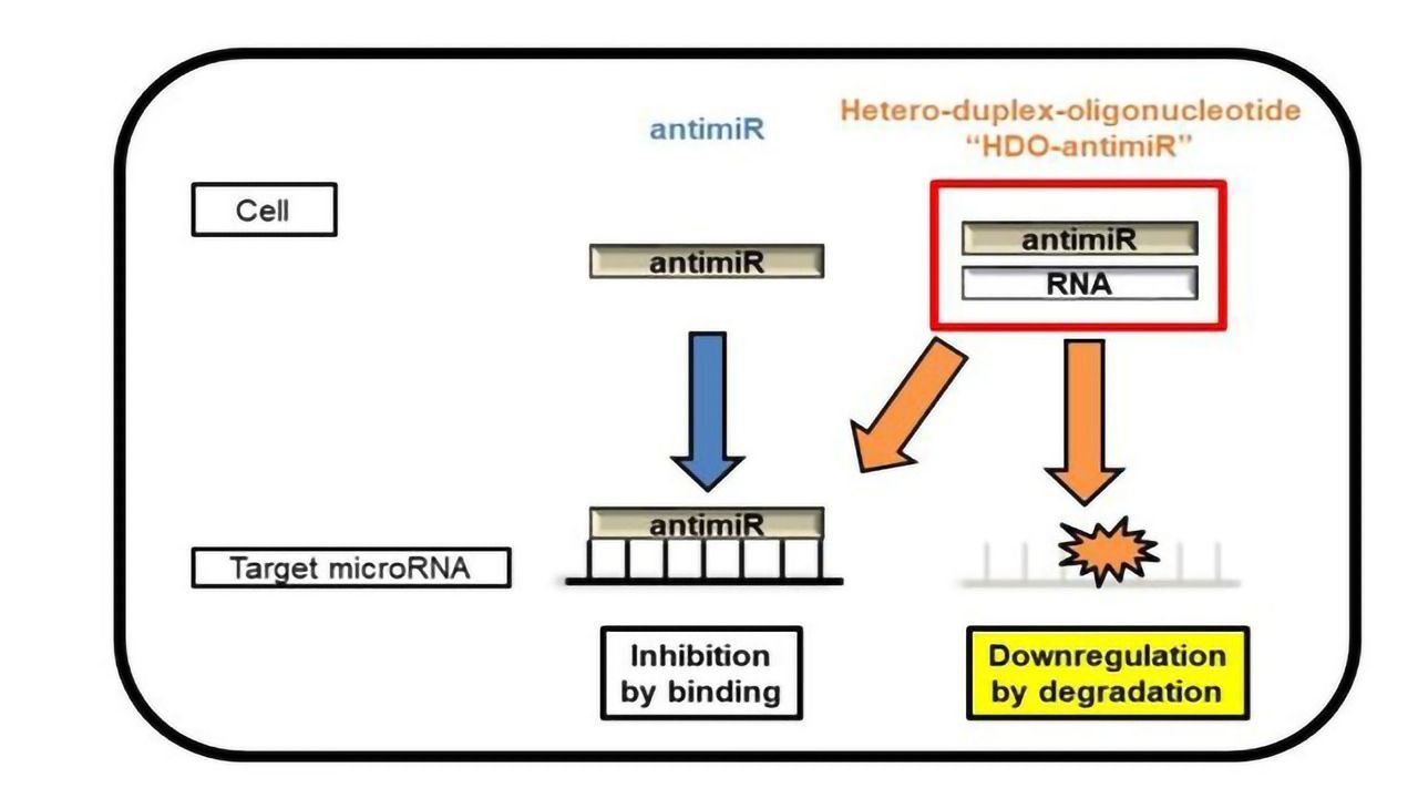 Inhibiting miRNA as a Foundation for New Gene Therapies?