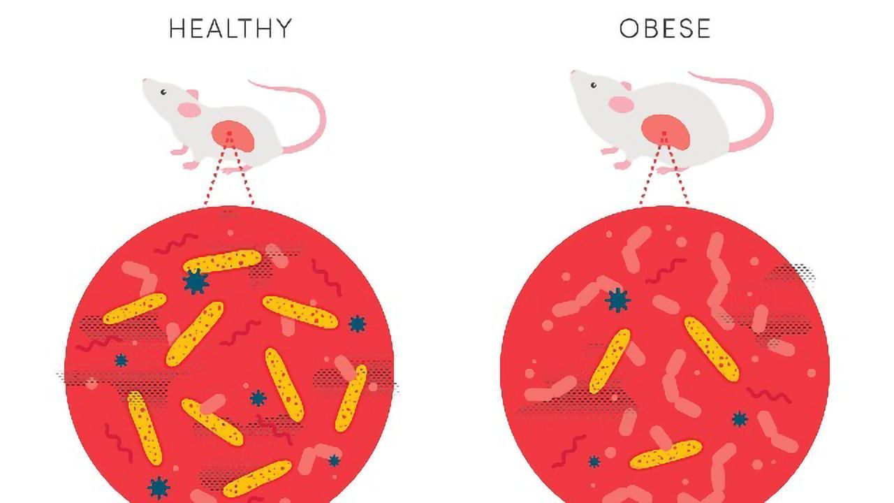 Could Our Gut Bacteria Keep Us Slim?