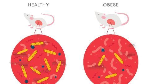 Could Our Gut Bacteria Keep Us Slim?