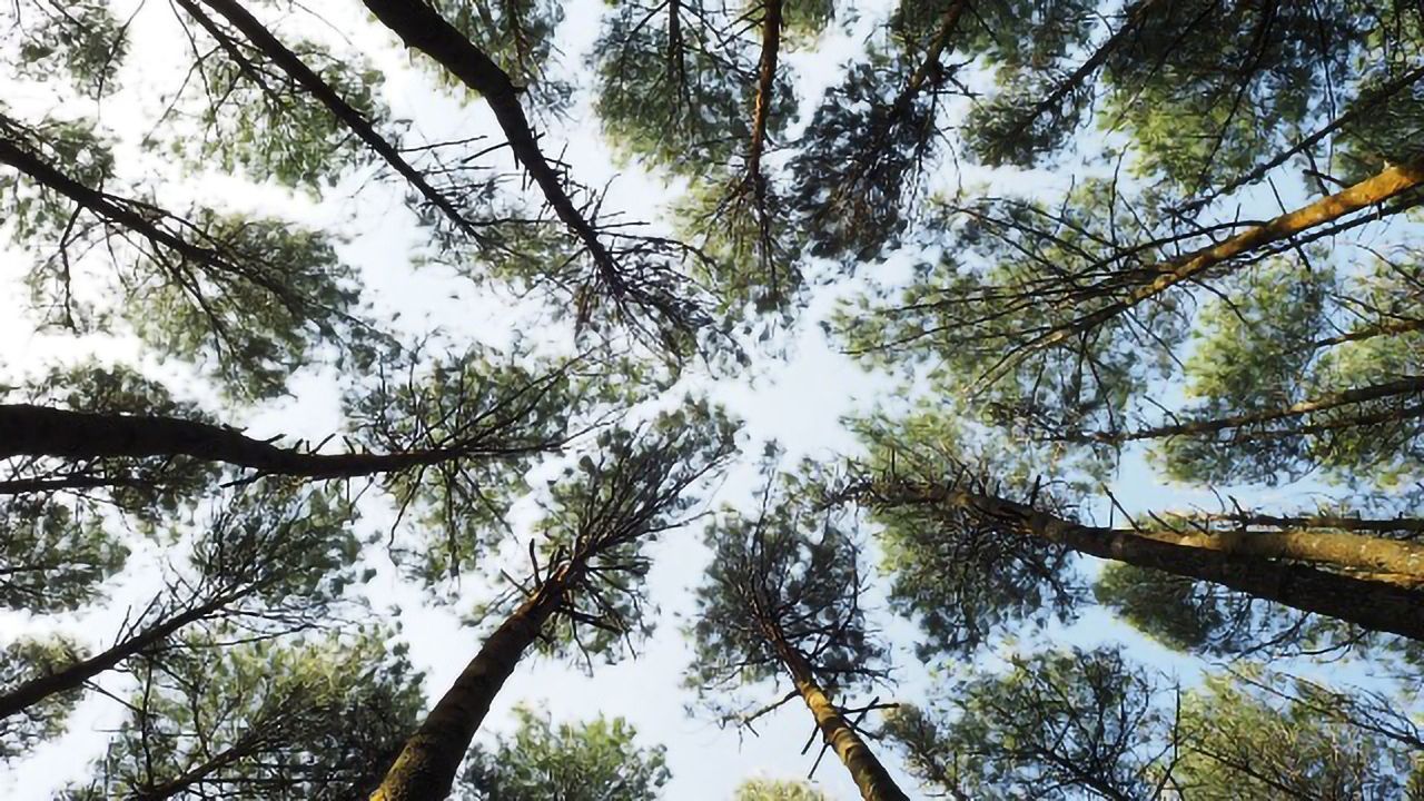 Tree Canopy Rather Than Green Space Gives Nature's Mental Health Benefits