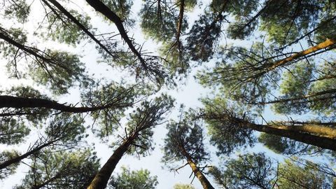 Tree Canopy Rather Than Green Space Gives Nature's Mental Health Benefits