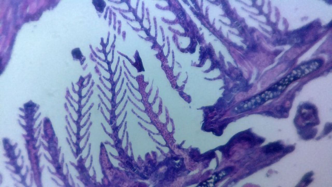 When Science Leaves the Lab, Microscopy Goes Portable