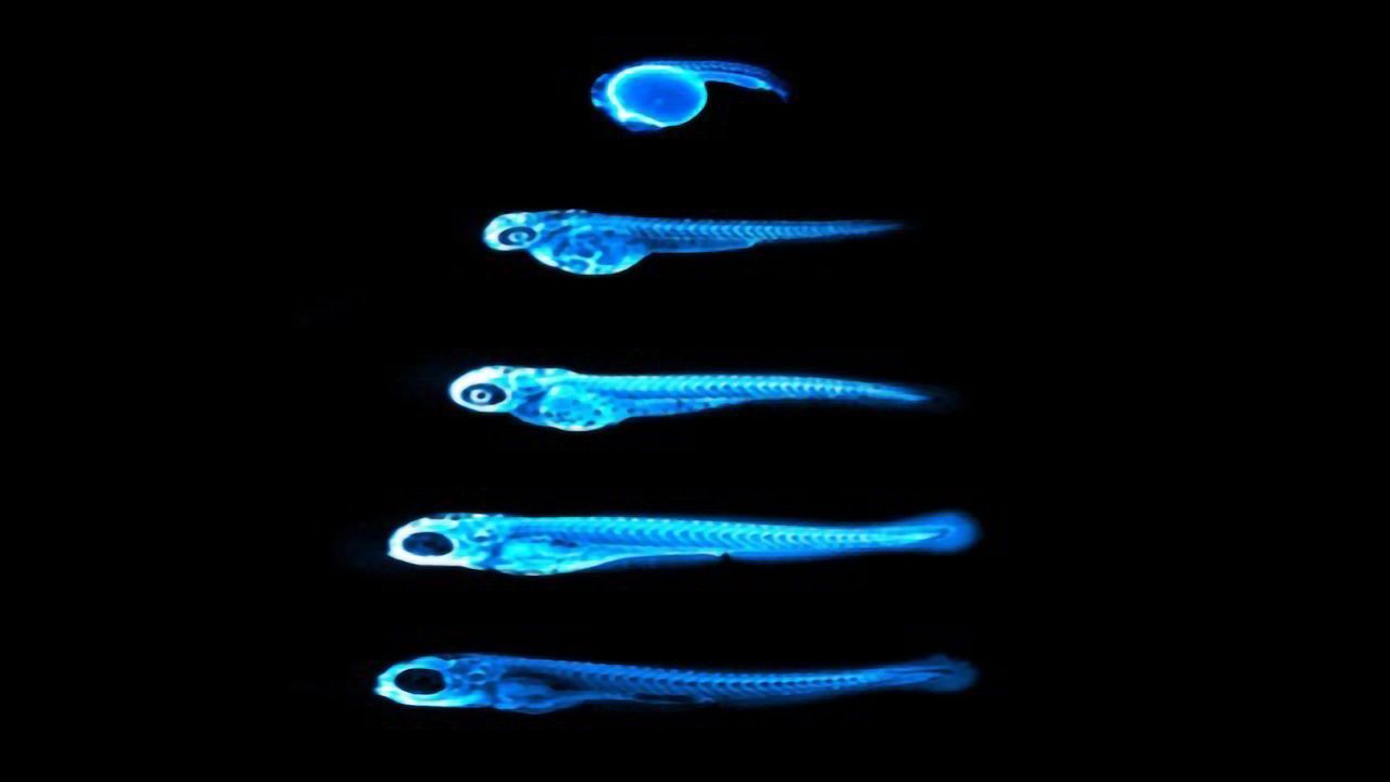 Glowing Cholesterol Gives Scientists a Glimpse of How to Fight Heart Disease