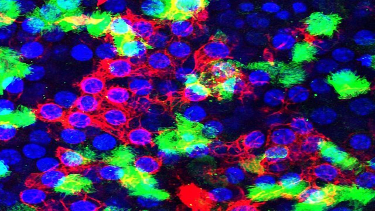 Lung Cells Hustle to Repair Damaged DNA Post-influenza Attack