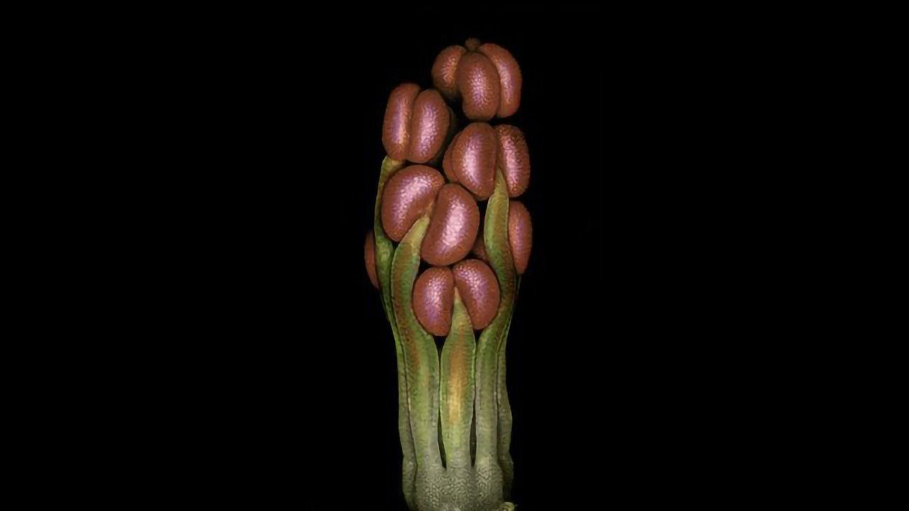 Spartium Flower Primordium