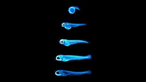 Glowing cholesterol in zebrafish!