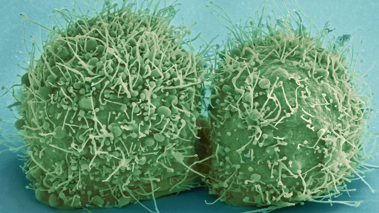 Divided HeLa Cells