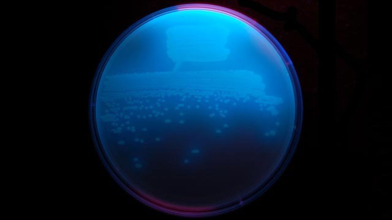 First Images of Enzyme That Drives New Class of Antibiotics