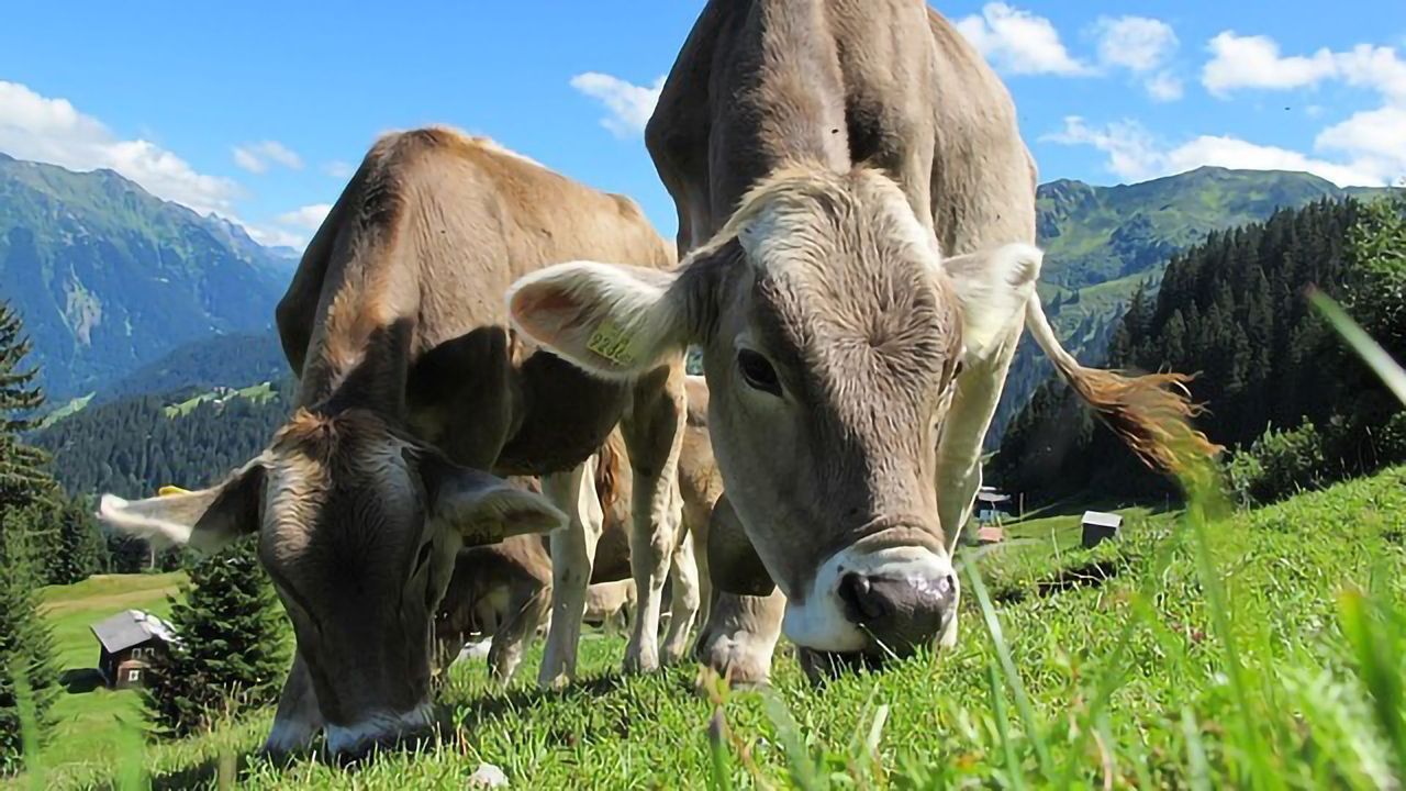 Getting to the Root of "Toxic" Pastures