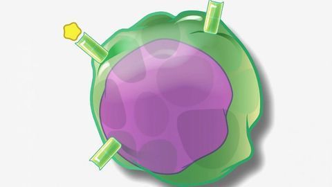 Immune Cell Subtype Discovered That Drives Allergic Reaction
