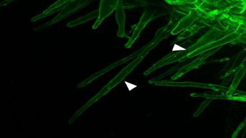 Proteomics Approach Identifies a New Signaling Component Important for Plant Symbiosis