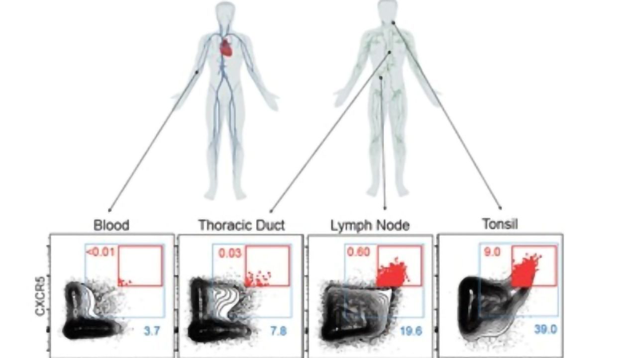 Rare Immune Cells Act as Disease "Periscopes"