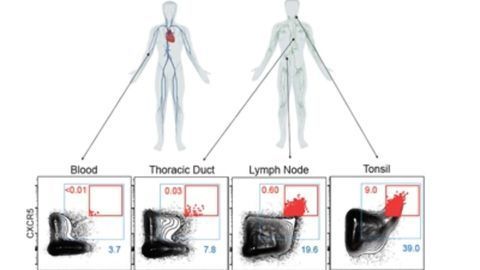 Rare Immune Cells Act as Disease "Periscopes"