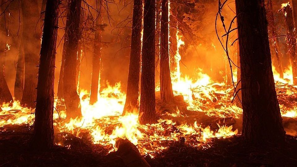 Why Are We Dumping Fertilizer on Forest Fires? content piece image