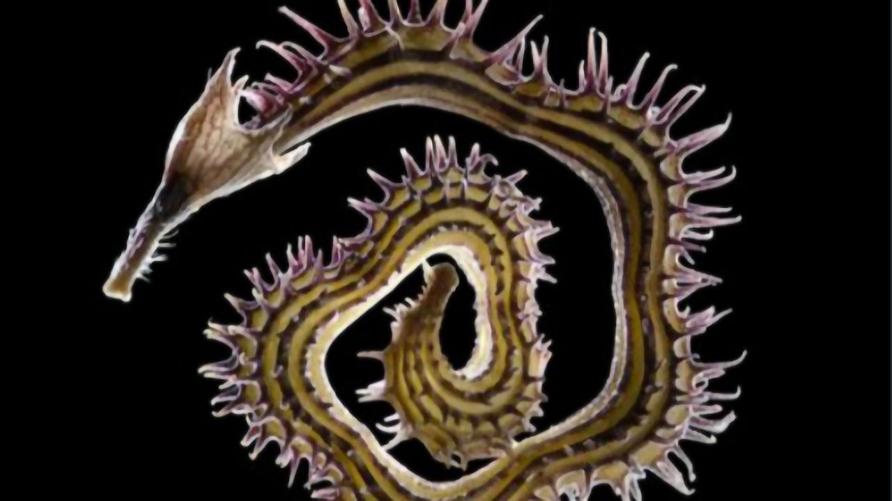 The Spectacular World of Plants
