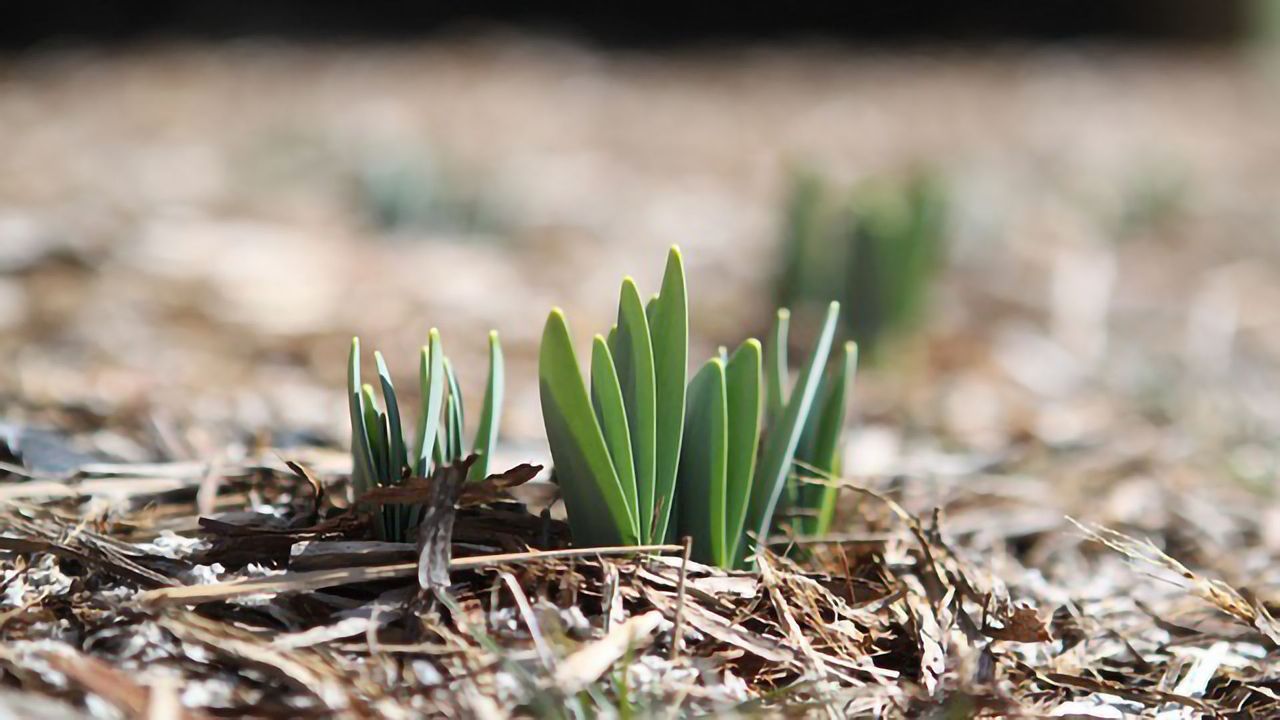 Novel Epigenetic Regulation Mechanism Underlies Improved Stress Response in Plants